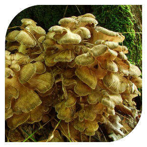 Kriakový hríb (Bokrosgomba)