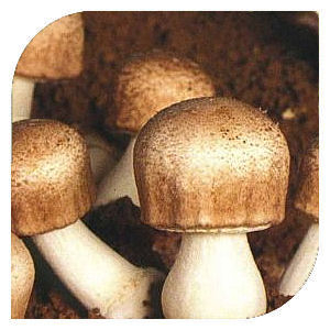 Mandľový hríb (Mandulagomba)