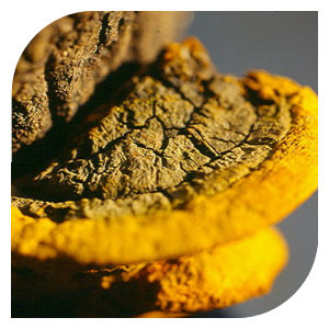 Podkovicník (Feketepata gomba)