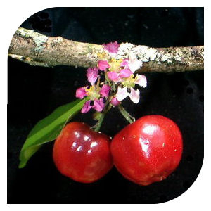 Acerola