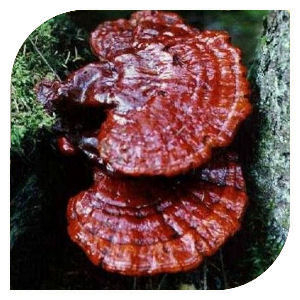 Pečiatkový hríb (Pecsétviasz gomba)